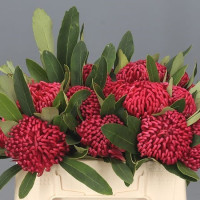 Telopea Sp Waratah 40 cm