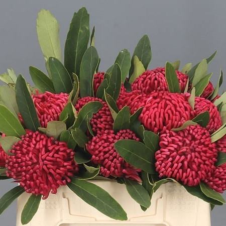 Telopea Sp Waratah 40 cm