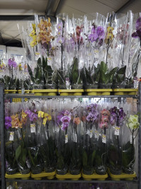 Phal 2-tak Phalaenova Taiwan Mix 12/70