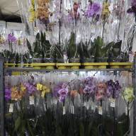 Phal 2-tak Phalaenova Taiwan Mix 12/70 - зображення_viber_2025-05-23_13-02-02-644