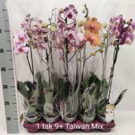 Phal 2-tak Phalaenova Taiwan Mix 12/70 - IMG-bc17f1cea5235c19e2aa0de181615304-V