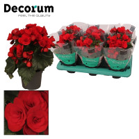 Begonia Even Glow 12/22