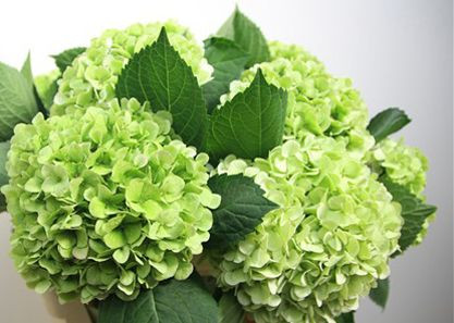 Hydr S Magic Green Cloud 60 cm X5