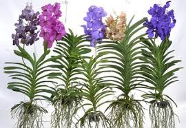 Vanda  Mix