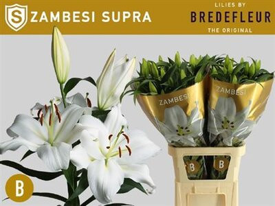 Lilium Oriental Duet Viola X10 Holland