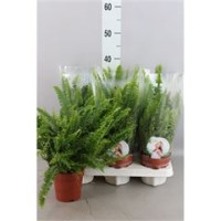 Nephrolepis Ex Green Lady 21/90