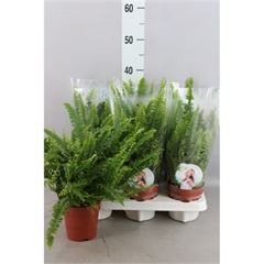 Nephrolepis Ex Green Lady 21/90