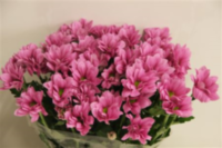 Chr T Grand Pink