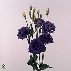 Eust G Rosita Blue Van Der Lught