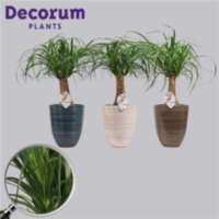 Beaucarnea Recht 14 Cm In Orlando Mix (decorum)