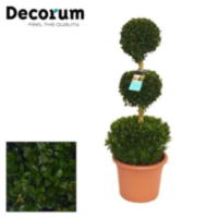 Buxus Triobol 80 Cm 32/tc12