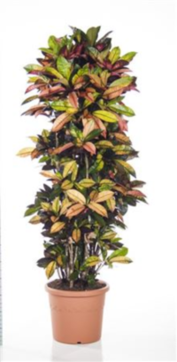 Codiaeum Mrs Iceton Vertakt