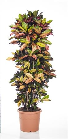 Codiaeum Mrs Iceton Vertakt