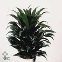 Dracaena Compacta Vertakt