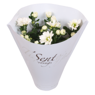 Chrysanthemum Tissento Mix 12/609 - Chrysant_wit