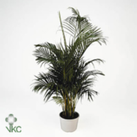 Dypsis