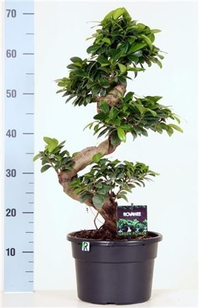 Ficus Mi Ginseg S Form