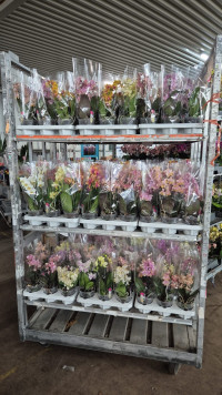 Phal 2/4-tak Duijn-Hove Multi Parfum Mix 12/35