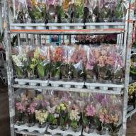 Phal 2/4-tak Duijn-Hove Multi Parfum Mix 12/35 - IMG-20240717-WA0014