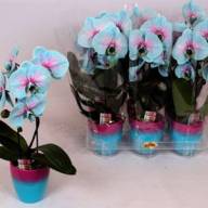 Phal 2/4-tak Duijn-Hove Multi Parfum Mix 12/35 - X221816_H_1