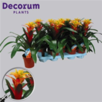 Guzmania Soledo Geel (decorum)