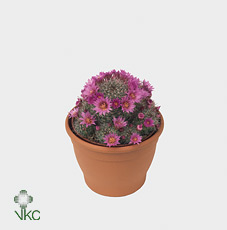 Mammillaria