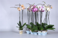 Phal 2-tak Orchios Budget