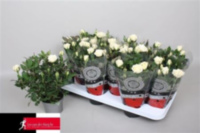 Rosa Kordana Alaska White (grower)