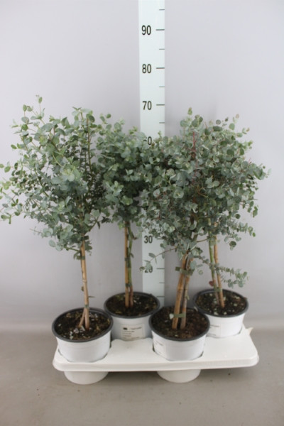 Eucalyptus 13/55