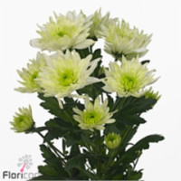 Chr T Baltica Lime X5