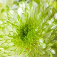 Chr T Baltica Lime X5 - lime zembla 2