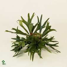 Platycodon Bifurcatum 12/45