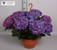 Hydrangea Gem 14/40