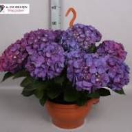 Hydrangea Gem 14/40 - images (13)