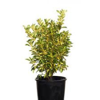 Euonymus Japon Mix 510/25