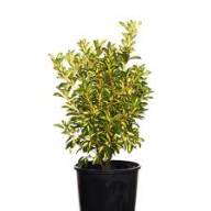 Euonymus Japon Mix 510/25 - images (11)