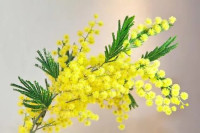 Mimosa Denis Boden 55 cm Holland