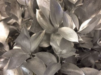 Ruscus Silver 60 cm