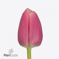 Tulp Milkshake Holland