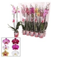 Phal 2-tak Scenza Mix 12/65