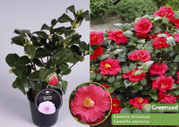 Camelia Japonica 17/50