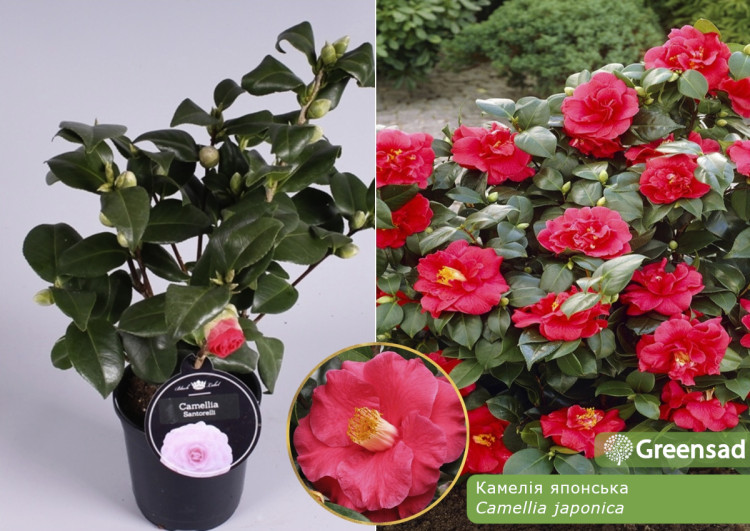 Camelia Japonica 17/50