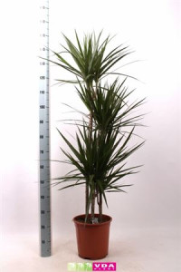 Dracaena Marginata 5pp 30/190