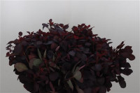 Cotico Royal Purple  X25