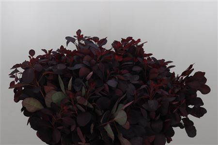 Cotico Royal Purple  X25