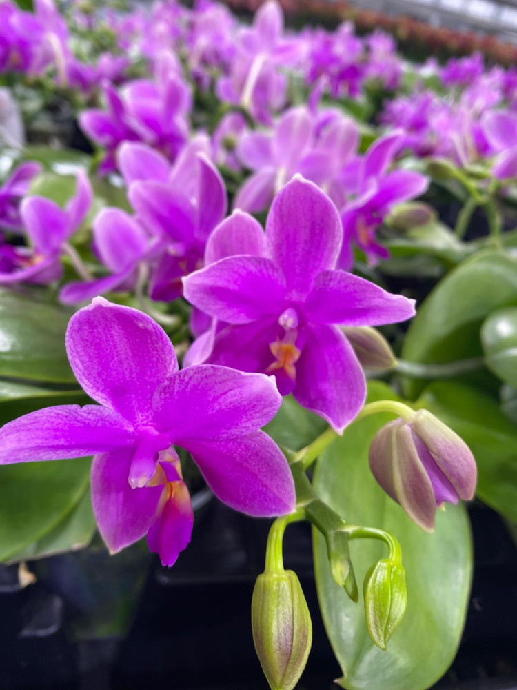Phal 2-tak Aromio Cherry Blossom 12/35