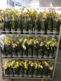 Phal 1-tak Yellow-Oranje Mimesis Multi Mix 12/50