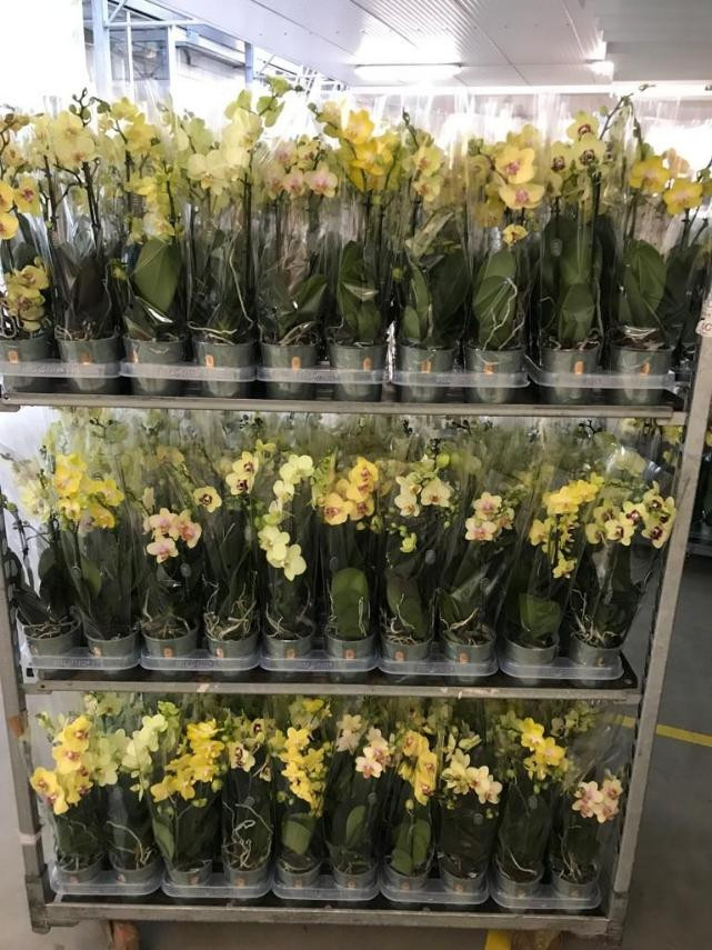 Phal 1-tak Yellow-Oranje Mimesis Multi Mix 12/50