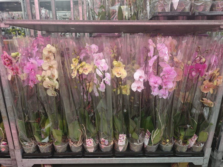 Phal A2 2-tak Phalaenova Mix 12/70