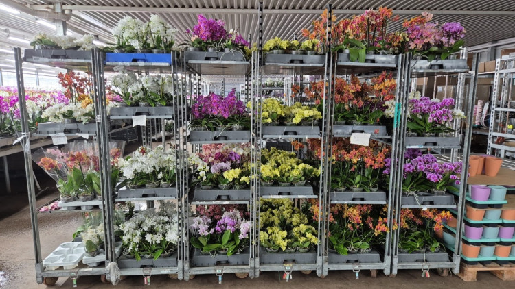 Phal 1/2-tak A2 Duijn-Hove Multi + Parfum Mix 12/35